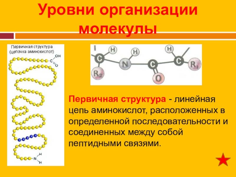 Цепочка аминокислот. Линейная структура молекулы. Линейное строение молекулы. Ли¬ней¬ное стро¬е¬ние молекулы.