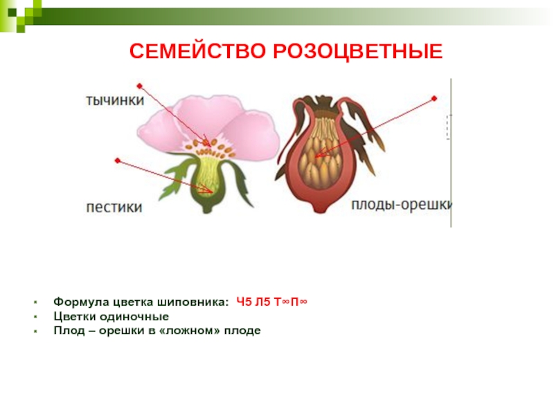 Формула цветка плод