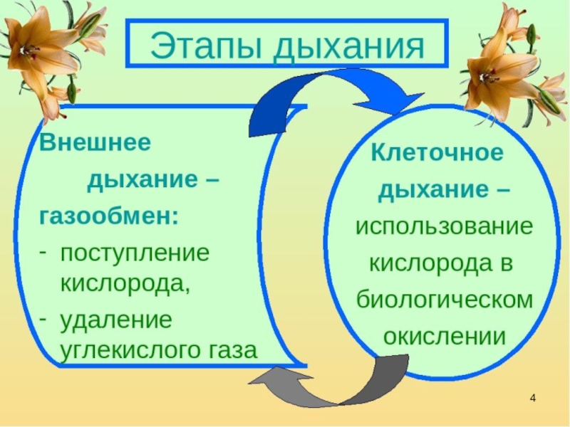 Дыхание проект по биологии