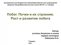 Презентация по биологии Побег. Почки и их строение. Рост и развитие побега