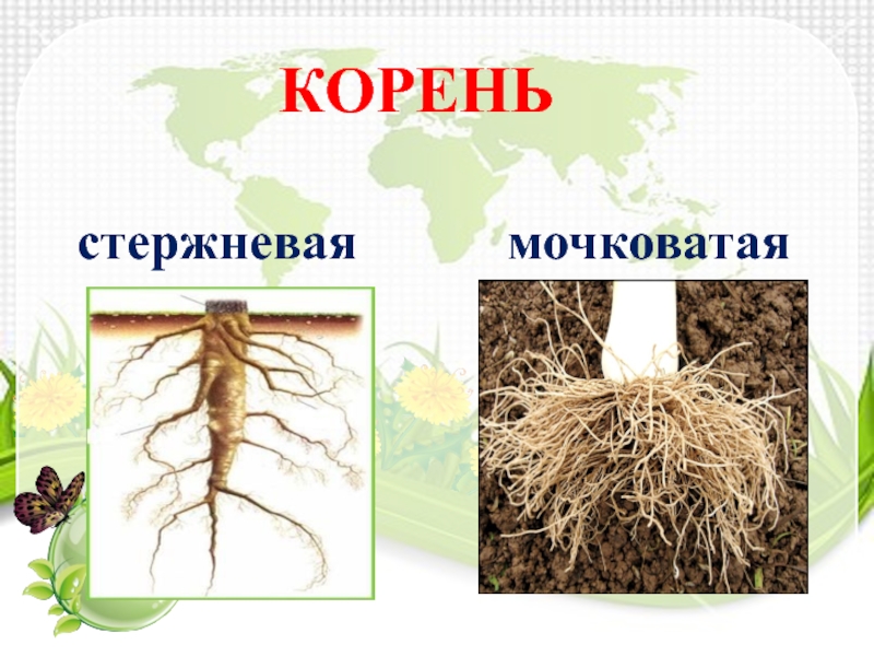 Особенности стержневой корневой. Стержневой корень и мочковатый корень. Стержневая и мочковатая корневая система. Стержневая корневая система и мочковатая корневая. Корни стержневые и мочковатые ,корнеплоды,.
