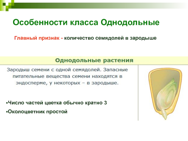 Особенности класса ОднодольныеГлавный признак - количество семядолей в зародышеЧисло частей цветка обычно кратно 3 Околоцветник простой