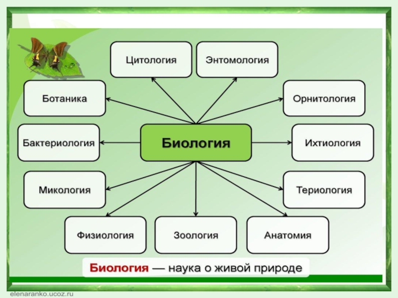 Итоговый урок по биологии 8 класс презентация