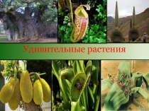 Презентация по биологии Удивительные растения