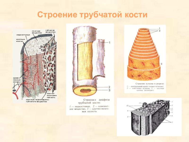 Трубчатая структура. Строение кости трубчатой кости. Строение трубчатой кости ЕГЭ биология. Строение тру кости. Строение кости надкостница кость.