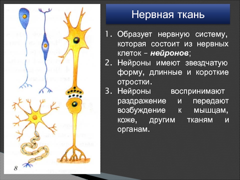 Нервная образует. Строение клетки нервной ткани животного. Нервная ткань. Структура нервной ткани. Строение нервной ткани человека.