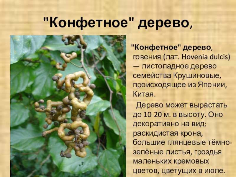 Карамельное дерево фото и описание