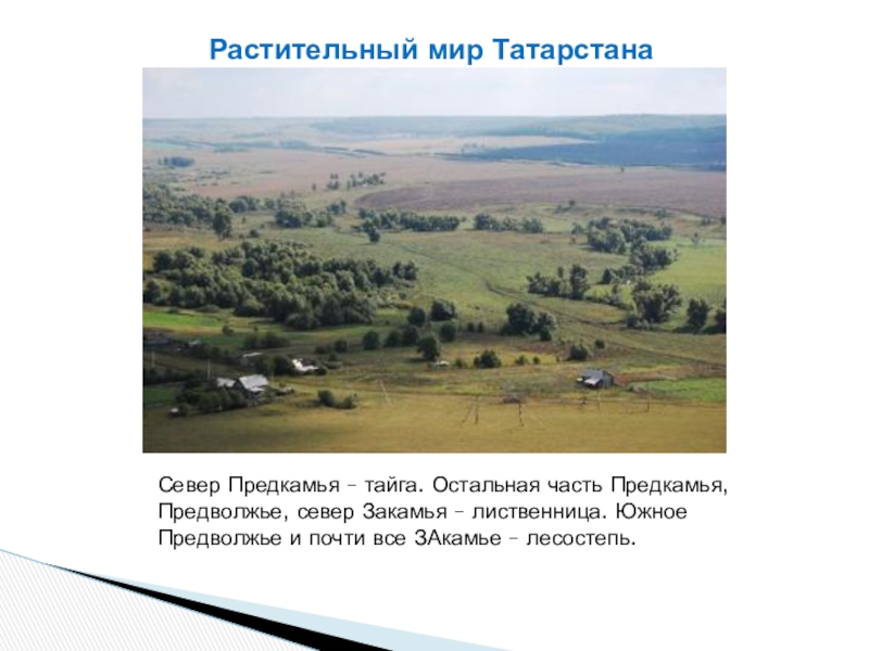 Росла татарстан. Растительный мир Татарстана. Предволжье Предкамье и Закамье. Растительный ми Татарстана. Растительность Татарстана.