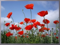 Презентация к песне Письмо к матери