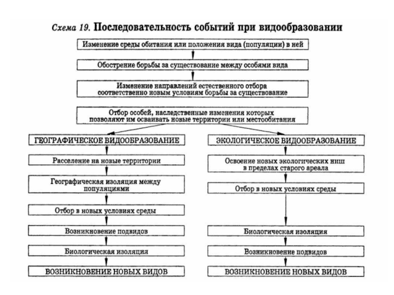 Схема типы видообразования в природе по биологии 9 класс