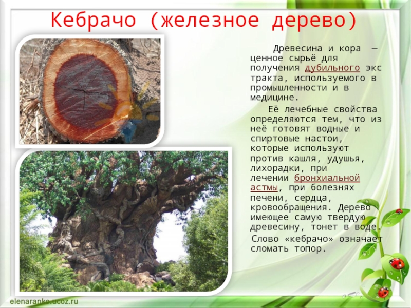 Железное дерево фото и описание