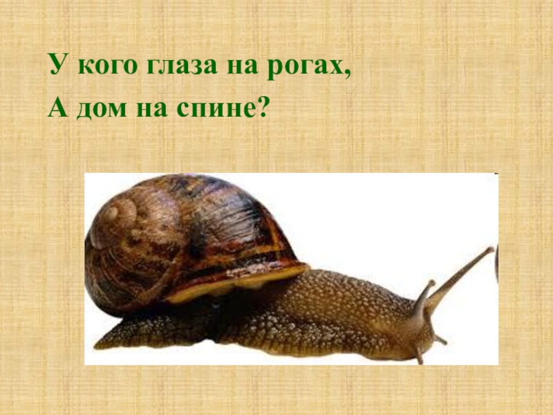 Загадка глаза на рогах. У кого глаза на рогах а дом на спине. У кого глаза на рогах. Глаза на рогах а домик на спине загадка.