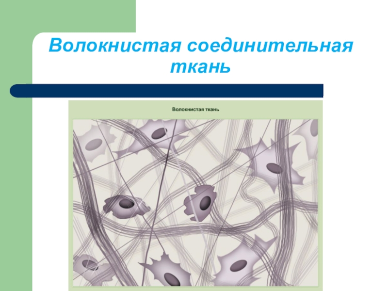 Рыхлая волокнистая неоформленная соединительная ткань рисунок