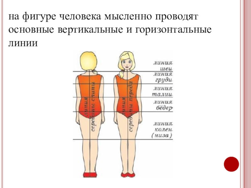 Горизонтальные линии фигуры. Правила измерения фигуры человека. Конструктивные линии для снятия мерок. Основные линии фигуры человека. Конструктивные линии фигуры.