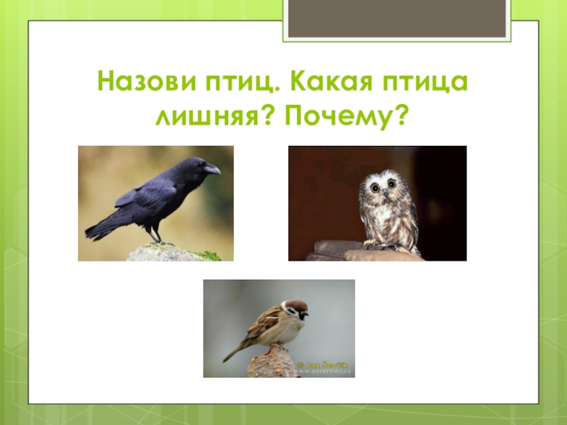 Какой птицы назван. Какая птица лишняя. Какая птица лишняя и почему. Кого называют пернатой кошкой. Лишние птицы в списке какие.