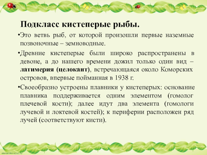 Подкласс кистеперые рыбы.Это ветвь рыб, от которой произошли первые наземные позвоночные – земноводные. Древние кистеперые были широко