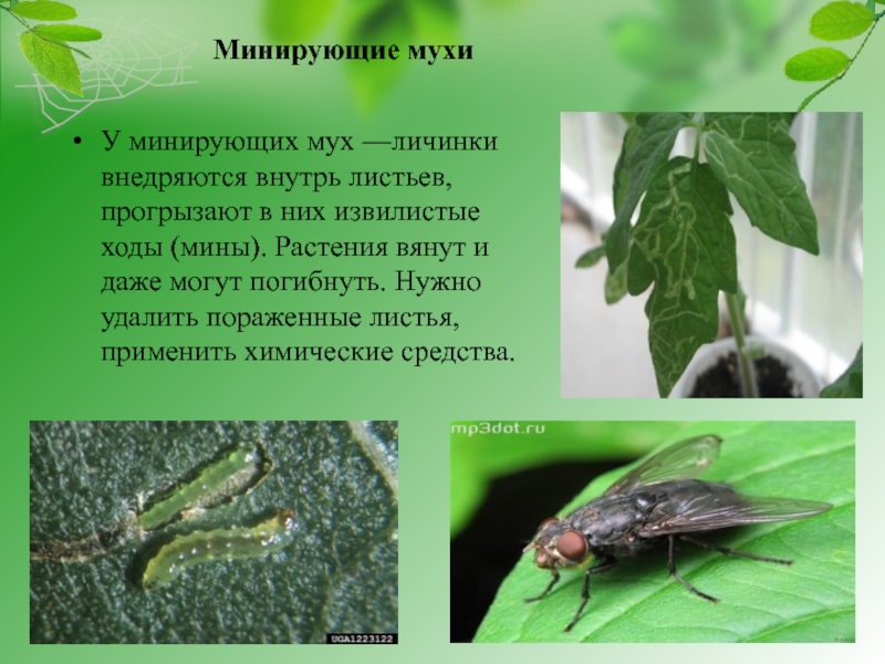 Минирующие мухиУ минирующих мух —личинки внедряются внутрь листьев, прогрызают в них извилистые ходы (мины). Растения вянут и