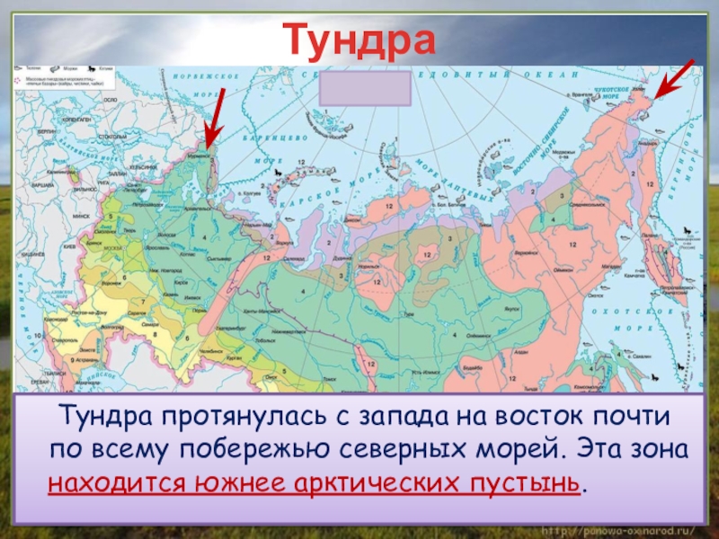 Зона тундры расположена между зоной и зоной. Где находится тундра на карте. Тундра на карте России. Где находится тундра в России. Зона тундры на карте.