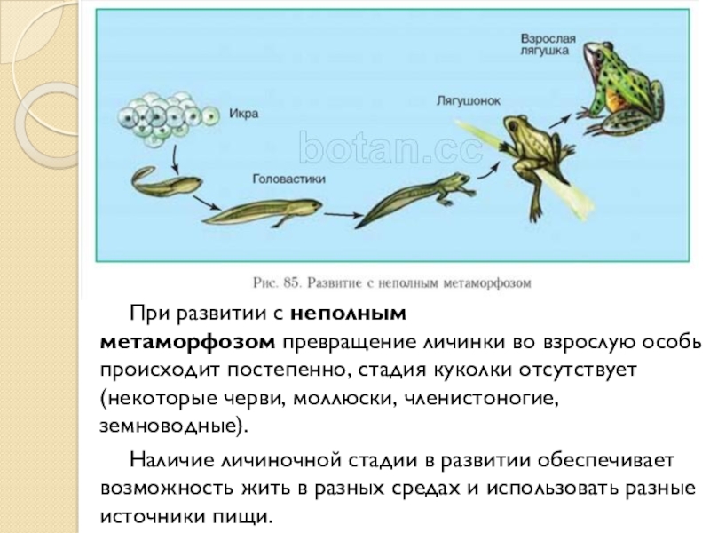 Процесс превращения личинки во взрослую особь это