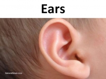 Презентация по английскому языку по теме The structure of our ears