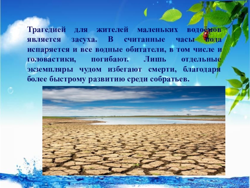 Каким фактором для обитателей водоема является его. Крупнее пруда но мельче моря 5 букв.