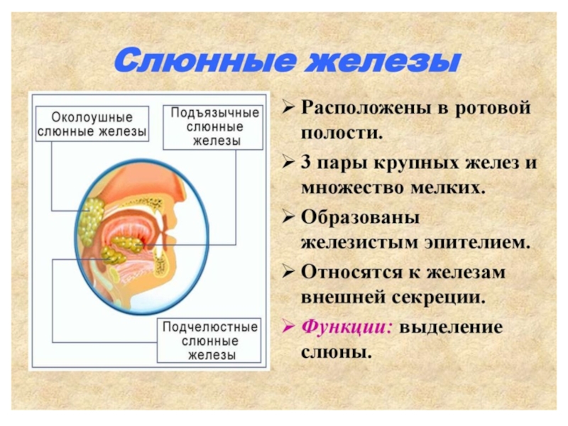 Пищеварение в ротовой полости презентация