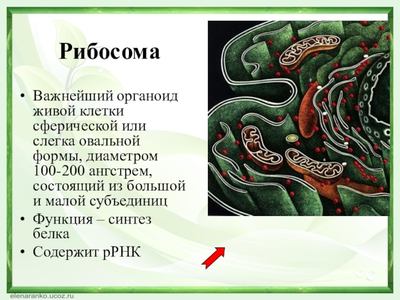 РибосомаВажнейший органоид живой клетки сферической или слегка овальной формы, диаметром 100-200 ангстрем, состоящий из большой и малой