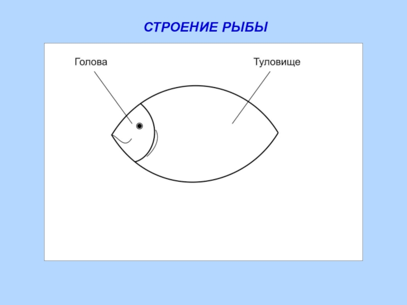 Картинка строение рыбы для дошкольников