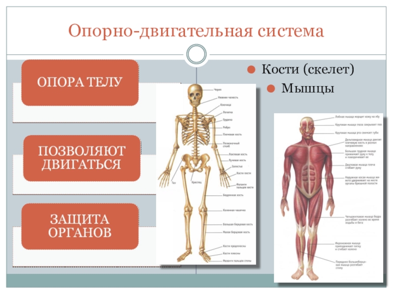 Картинка для детей скелет и мышцы