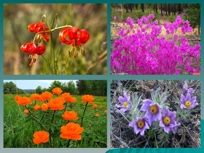 Многообразие цветковых. Цветок покрытосеменных растений. Отряд Покрытосеменные. Покрытосеменные цветковые. Цветковые растения представители.