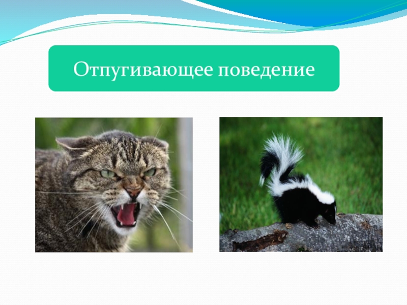 Приспособления организмов к жизни в природе 5 класс фгос пономарева презентация