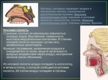 Презентация по биологии на тему Дыхательная система: строение и функции