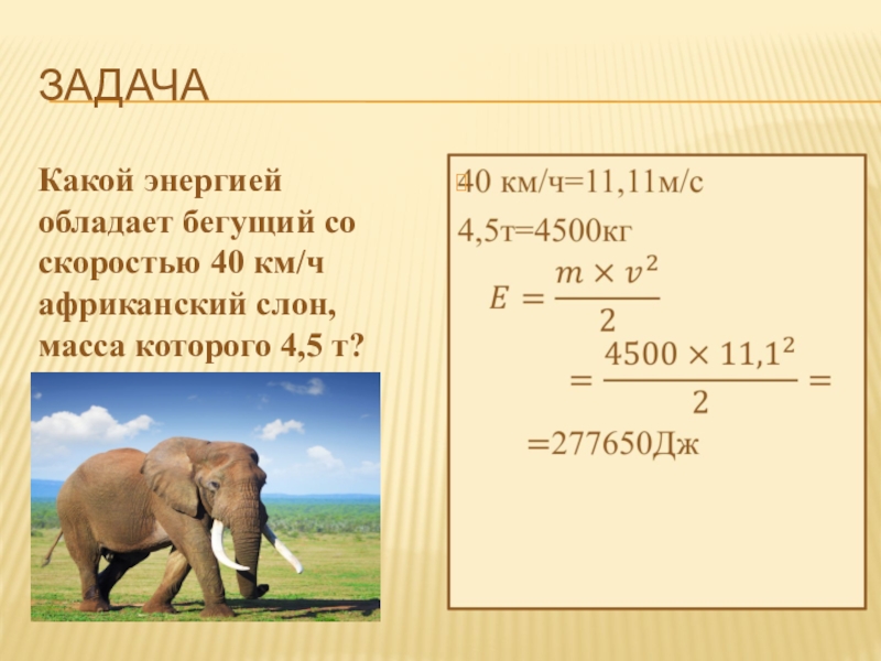 Какая скорость у медведя км ч. Скорость слона км/ч. Масса африканского слона. Скорость бега слона. Слон скорость слона.