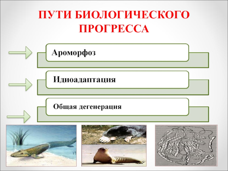 Презентация по биологии биологический прогресс