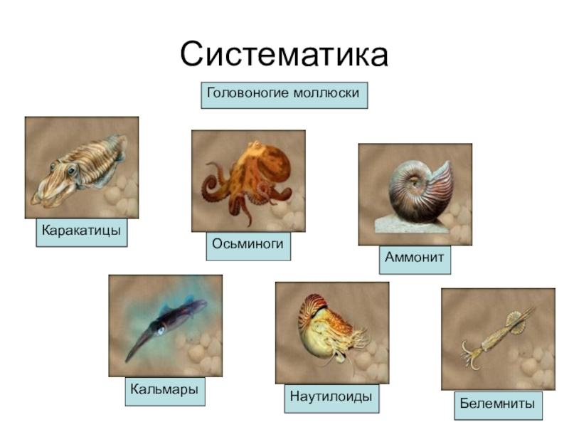 Группа моллюски представители. Головоногие моллюски систематика. Систематика 7 класс биология головоногих. Систематика головоногих молюск. Систематика головоногих моллюсков 7 класс.