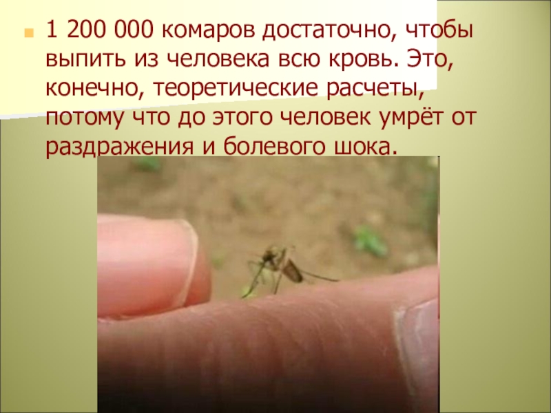 Сколько укусов комаров. Комары презентация. Комары выпили всю кровь у человека. Сколько крови пьет комар. Сколько надо комаров чтобы выпить всю кровь человека.