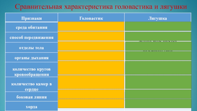 Сравнение лягушки и ящерицы таблица