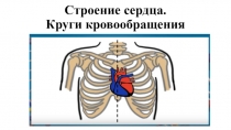Презентация к уроку биологии по теме Строение сердца. Круги кровообращения