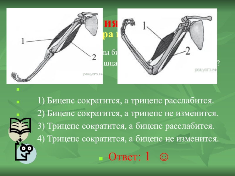 На рисунке изображены бицепс и трицепс что произойдет с этими мышцами если разогнуть