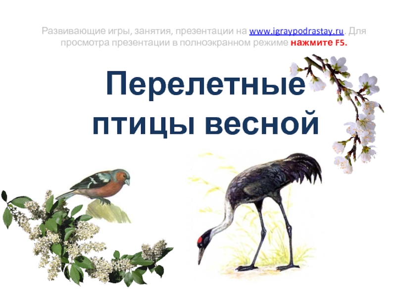 Презентация Презентация Перелетные птицы весной