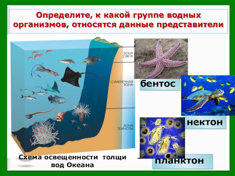 Группы водных организмов таблица. Планктон Нектон. Схема водной толщи. Группы водных организмов. Планктон Нектон бентос таблица.
