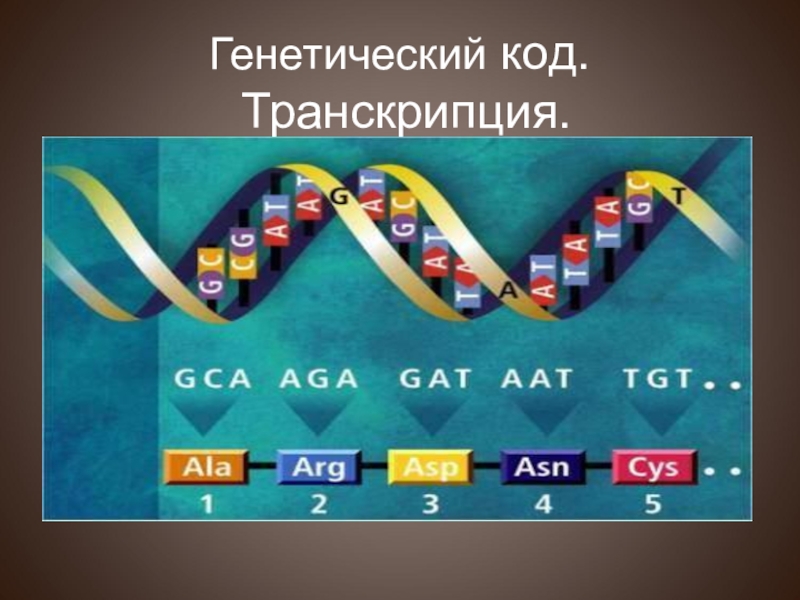 Презентация Генетический код