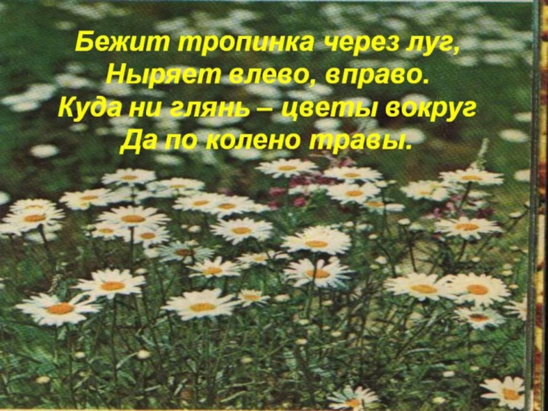 Цветы луговые для 4-5 лет