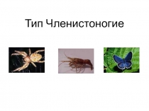 Презентация по биологии 7 класс Членистоногие