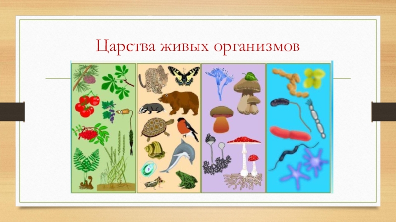 5 организмов. Царства живой природы Соловьев. 4 Царства живой природы 5 класс биология. Царсиваживых организмов. Царства живыхогранизмов.