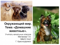 Домашние животные