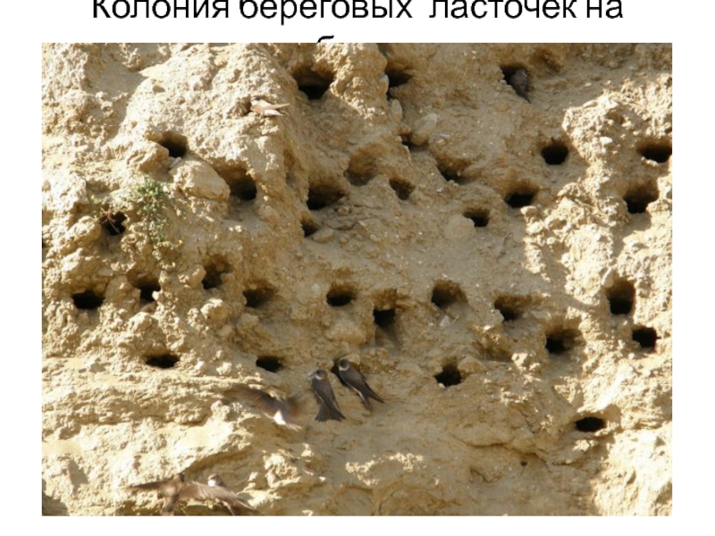 гнездо стрижа береговушки. птенец ласточки береговушки. гнездо в обрыве. гнездо в обрыве. гнездо в обрыве.
