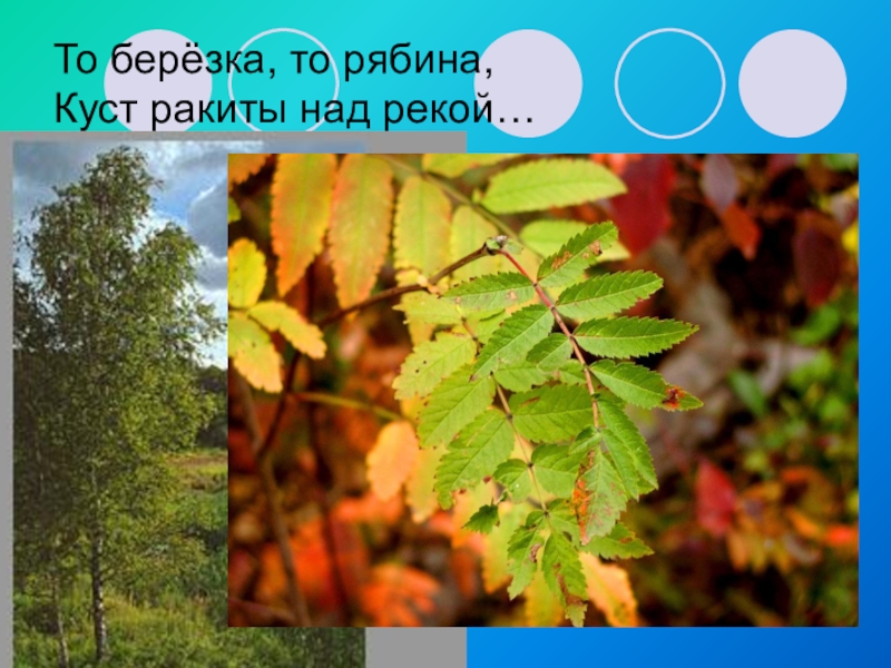 Песня то березка то рябина текст. Березка то рябина. То Березка то Рябинка. То берёзка то рябина куст. Наш край то Березка то рябина.