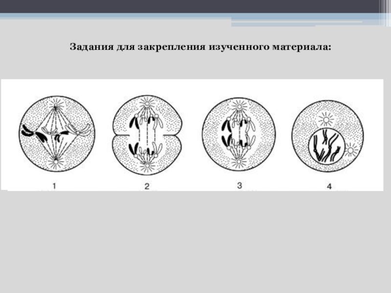 Процесс митоза рисунок. Экваториальная пластинка в митозе. Процесс деления клетки ОГЭ рисунок.