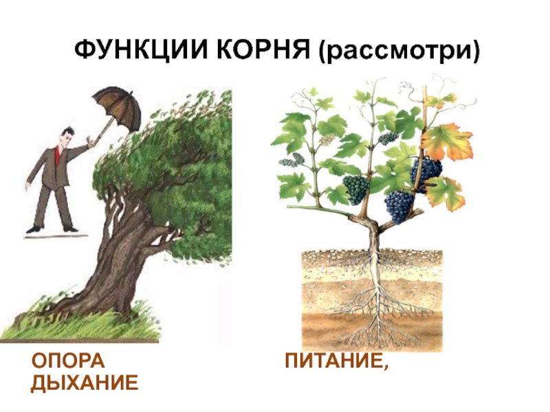 Функция органа корень. Функции корня. Корни подпорки функции. Основные функции корня. Функции корня растений.